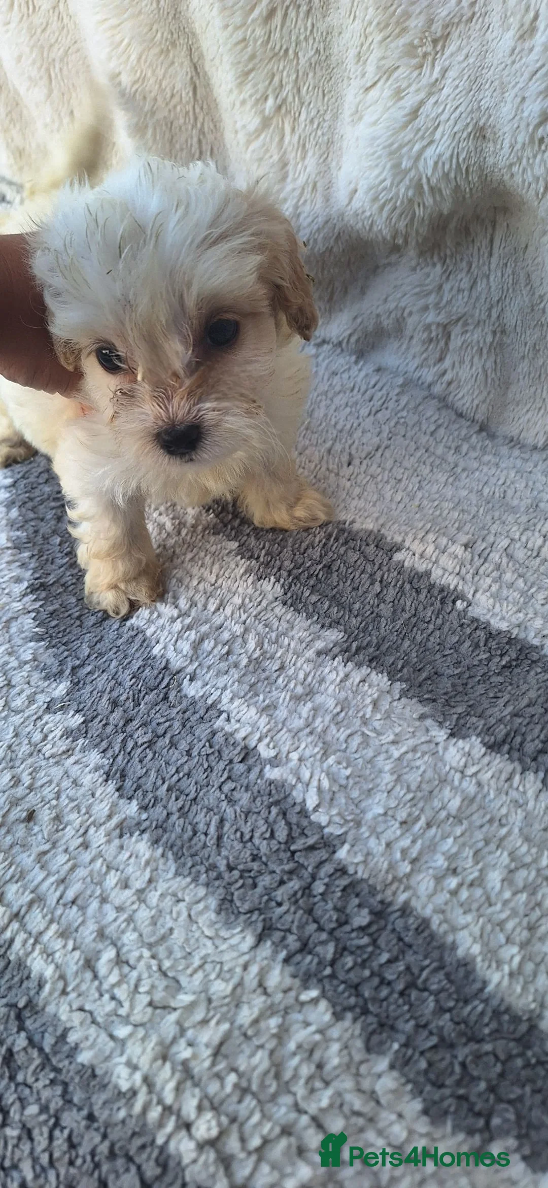 Cockapoo dogs for sale: 5 gorgeous cockapoo puppies - Advert 29