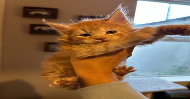 Maine Coon cats Stunning XL Purebred Main Coon kittens-last couple - Advert 9