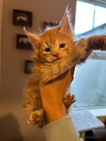 Maine Coon cats Stunning XL Purebred Main Coon kittens-last couple - Advert 9