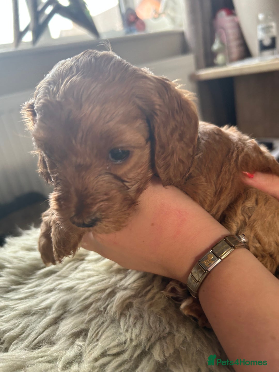 Cavapoo dogs for sale: ⭐️F1B COCKAPOO PUPS ⭐️ - Image 10