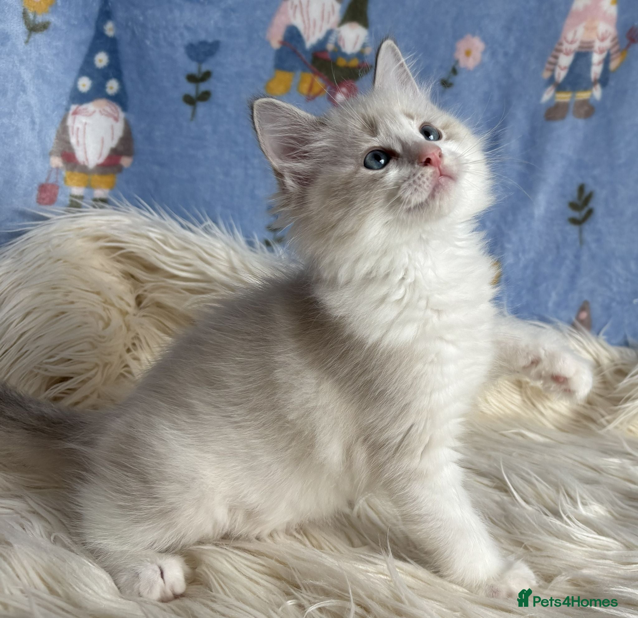 Ragdoll cats 🐾 Beautiful Ragdoll Kittens for Sale 🐾 - Advert 1