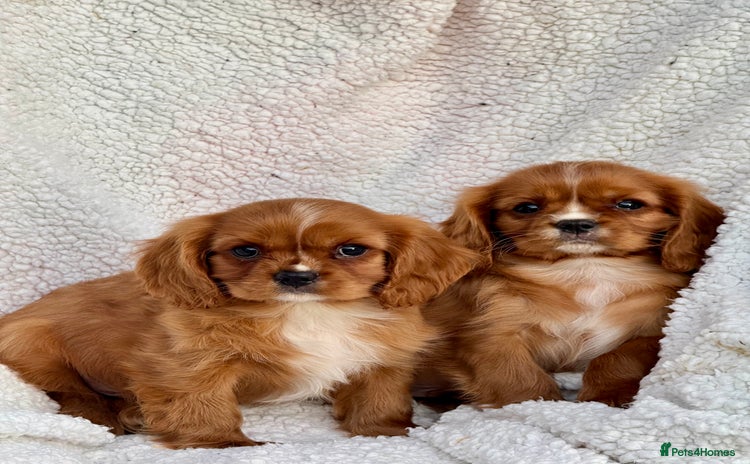 Cavalier King Charles Spaniel dogs - Advert 3