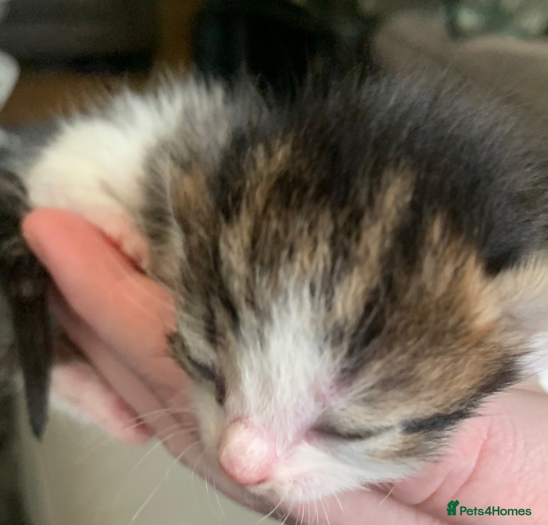 Mixed Breed cats for sale: Mixed litter of beautiful kittens  - Advert 12