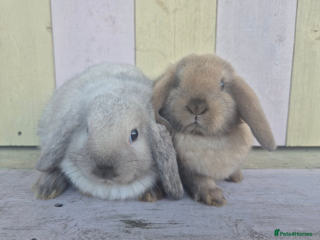 Mini Lop rabbits for sale: 💙 Beautiful and friendly mini lop boys 💙 - Advert 8