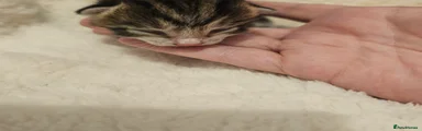 Mixed Breed 7