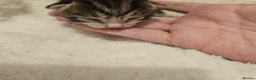 Mixed Breed cats for sale: 8 Beautiful Kittens – Deposits Now Being Taken - Advert 2