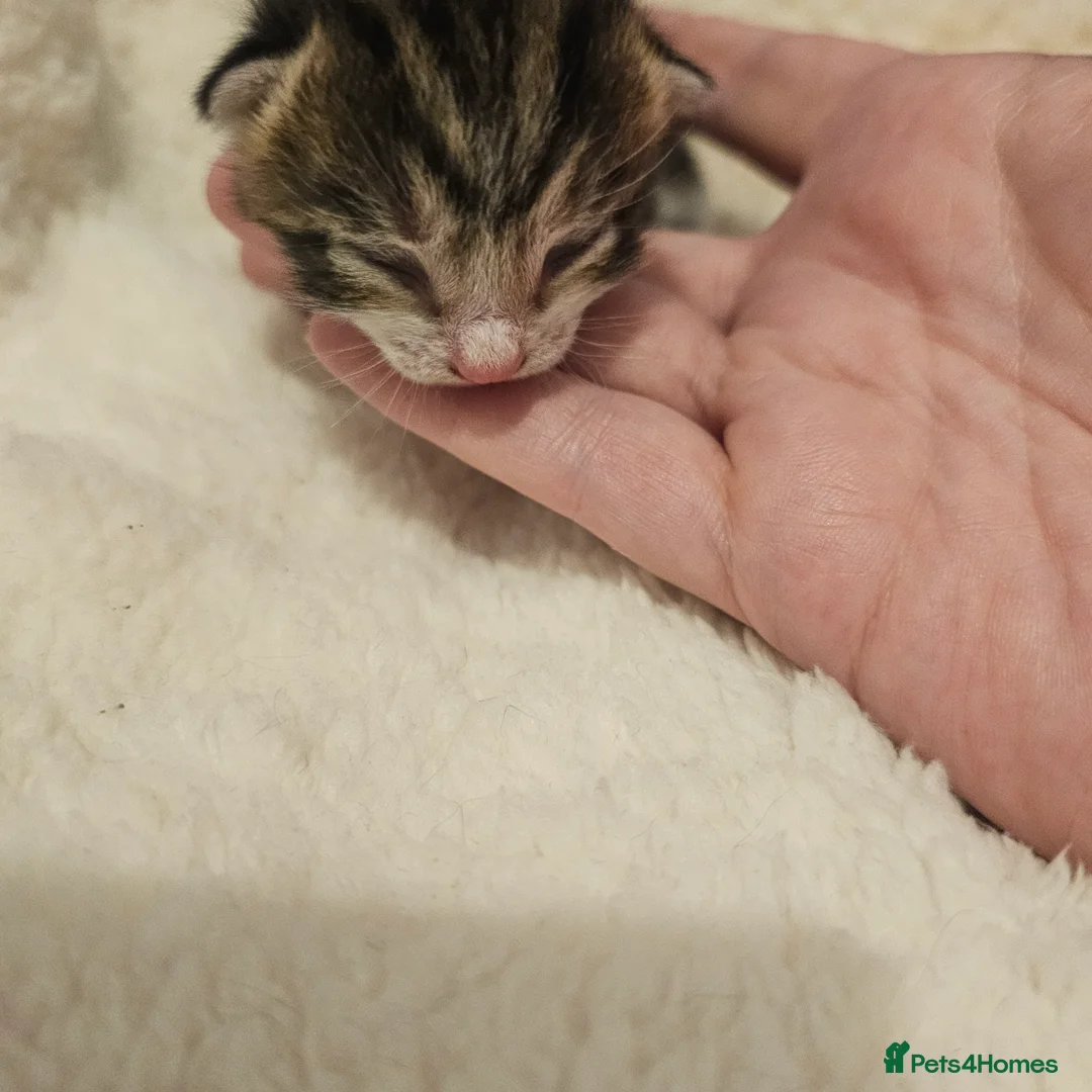 Mixed Breed cats for sale: 8 Beautiful Kittens – Deposits Now Being Taken - Advert 2