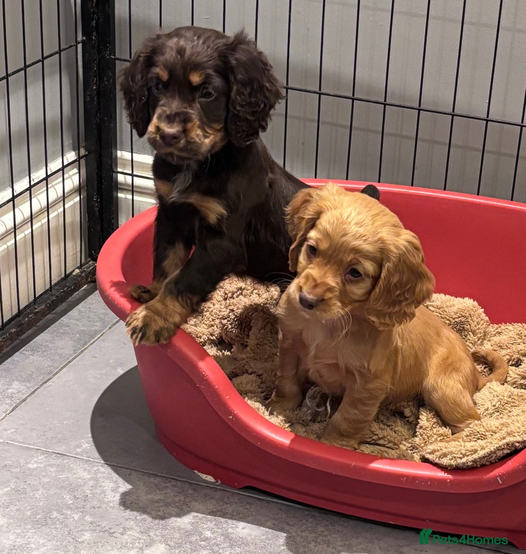 Cocker Spaniel dogs for sale: Working cocker spaniel now ready - Advert 6