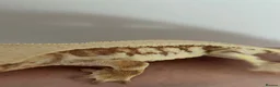 Gecko reptiles for sale: Lily white male crested gecko - Advert 2