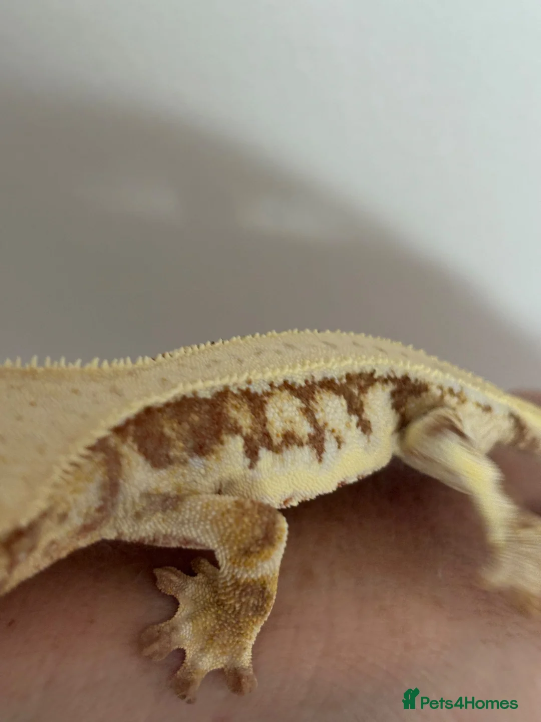 Gecko reptiles for sale: Lily white male crested gecko - Advert 2