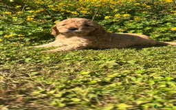 Mini Goldendoodle dogs for sale: Goldendoodle puppies! - Image 6
