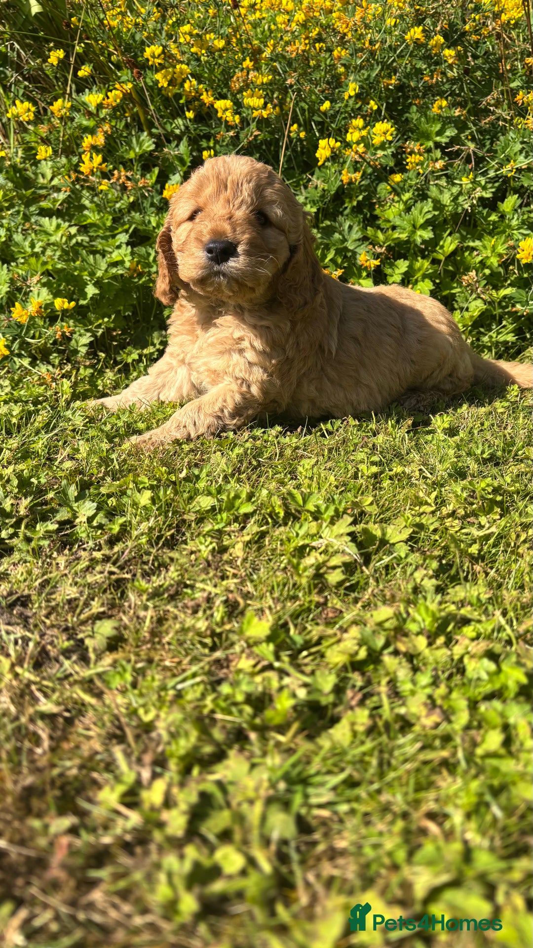 Mini Goldendoodle dogs for sale: Goldendoodle puppies! - Image 6