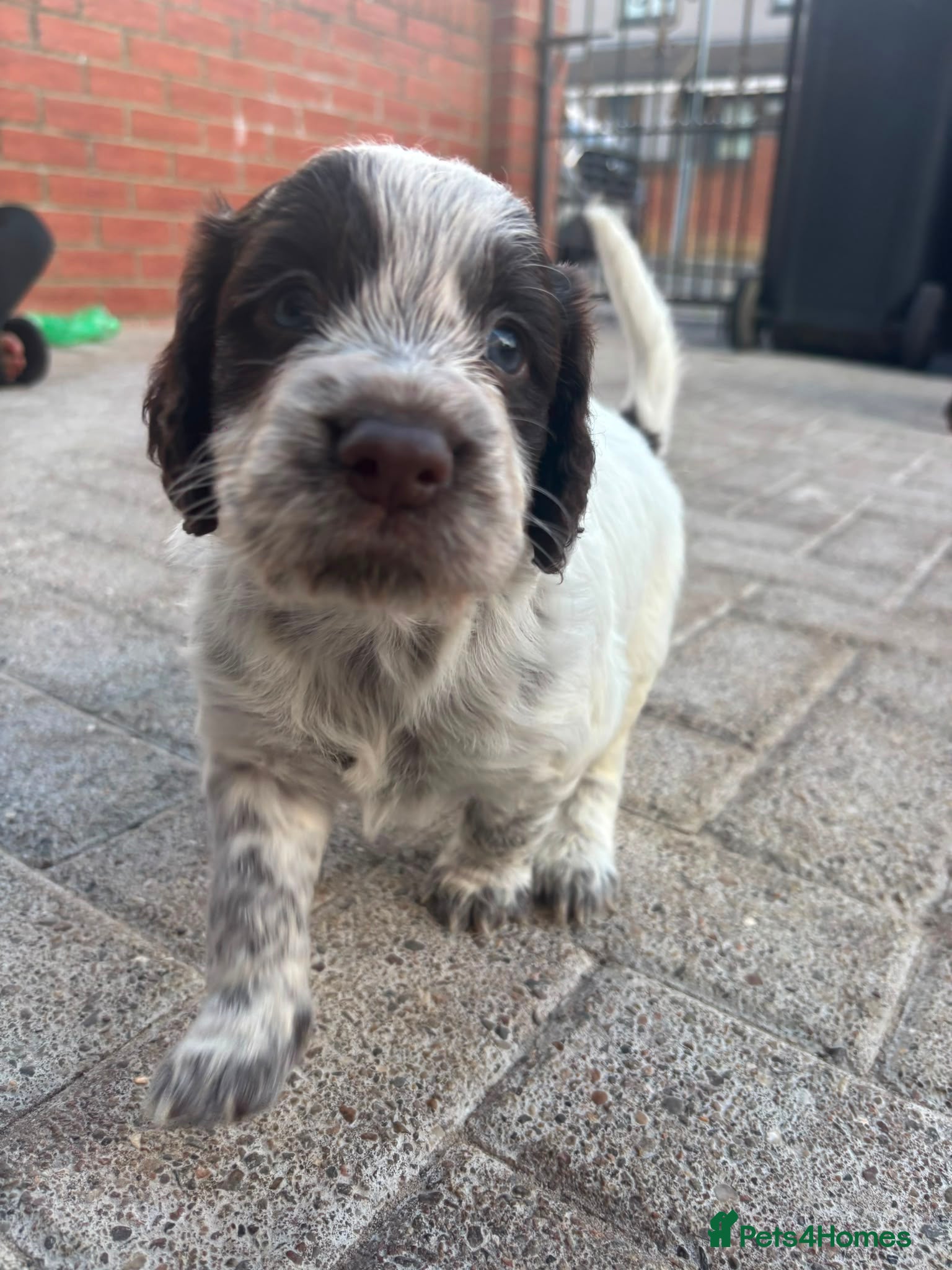 Cocker Spaniel dogs Stunning kc registered working cocker spaniels - Advert 1
