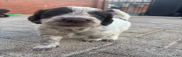 Cocker Spaniel dogs for sale: Stunning kc registered working cocker spaniels - Advert 1