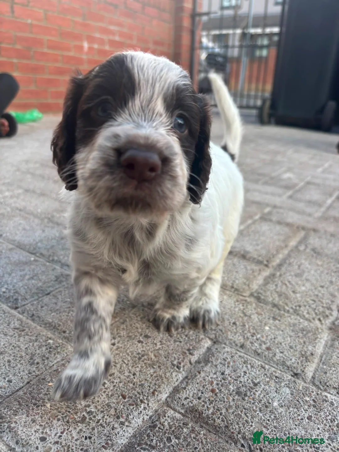 Cocker Spaniel dogs for sale: Stunning kc registered working cocker spaniels - Advert 1
