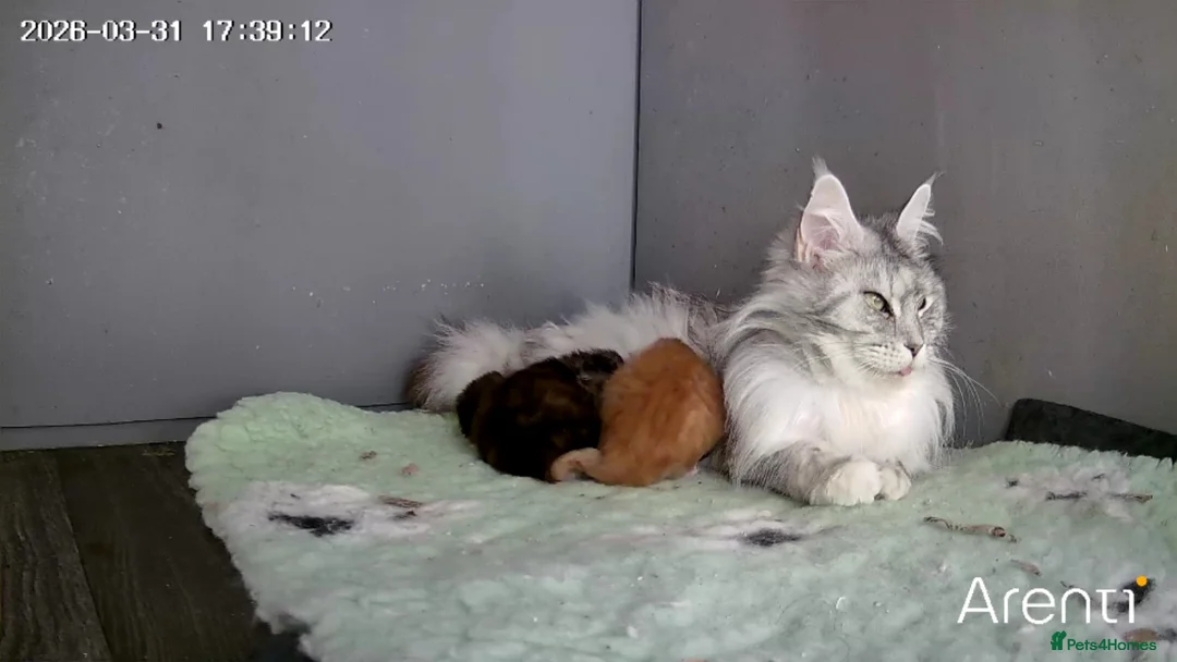 Maine Coon cats for sale: Tica Registered Maine coon Kittens  - Advert 9