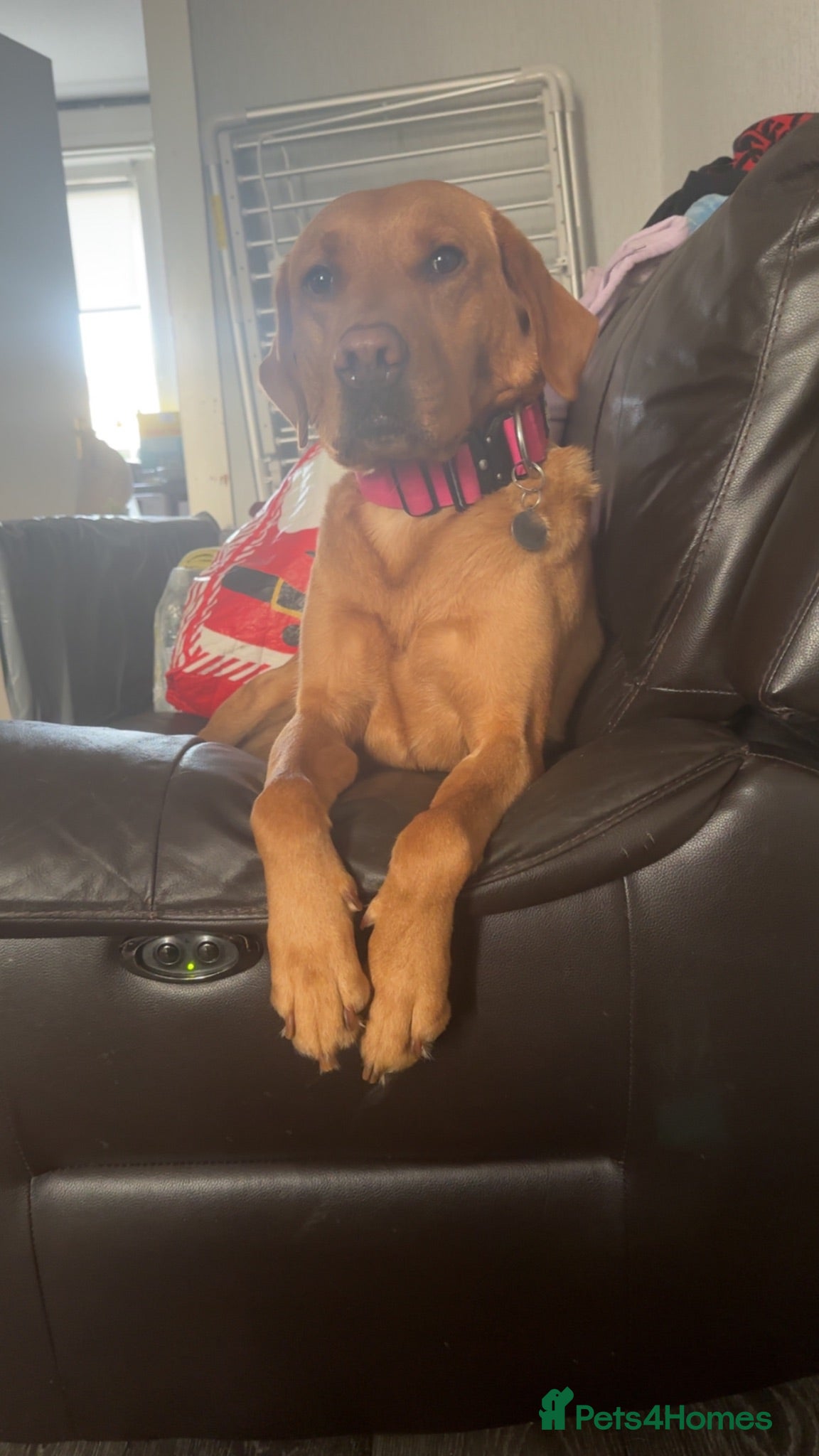 Labrador Retriever dogs 🐾 KC REGISTERED LABRADOR PUPPIES FOR SALE 🐾 - Advert 4