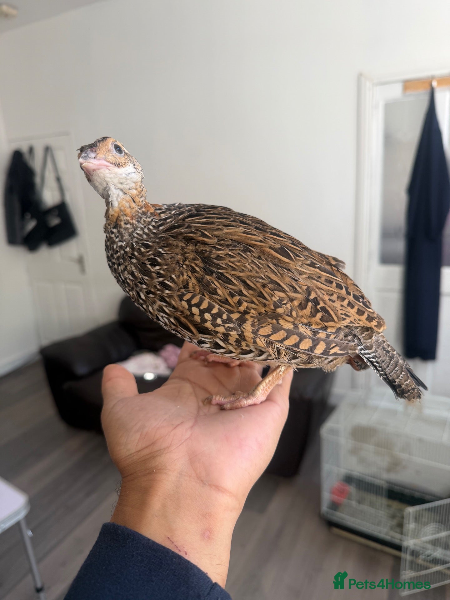 Pheasants poultry Black francolin females for sale  - Advert 6