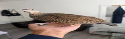 Pheasants poultry for sale: Black francolin females for sale  - Advert 1