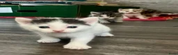 Domestic Shorthair cats for sale: Child friendly kittens in Langport - Advert 9
