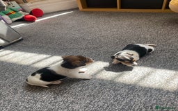 Jack Russell dogs for sale: Jack Russell  - Image 5