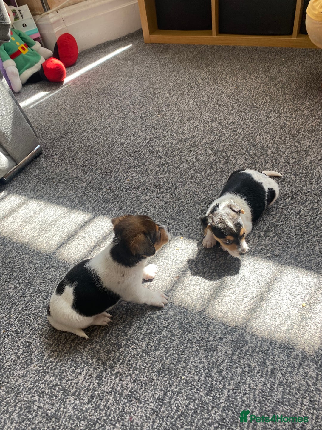 Jack Russell dogs for sale: Jack Russell  - Image 5