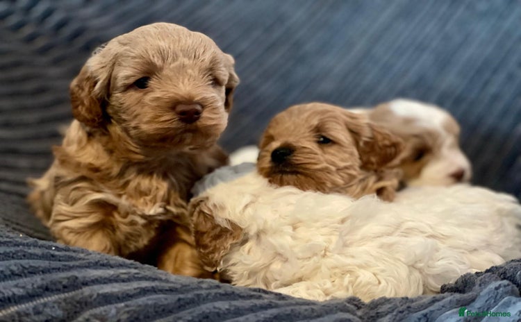 Maltipoo dogs Gorgeous Maltipoo Puppies – 3 Boys & 1 Girl  - Advert 2