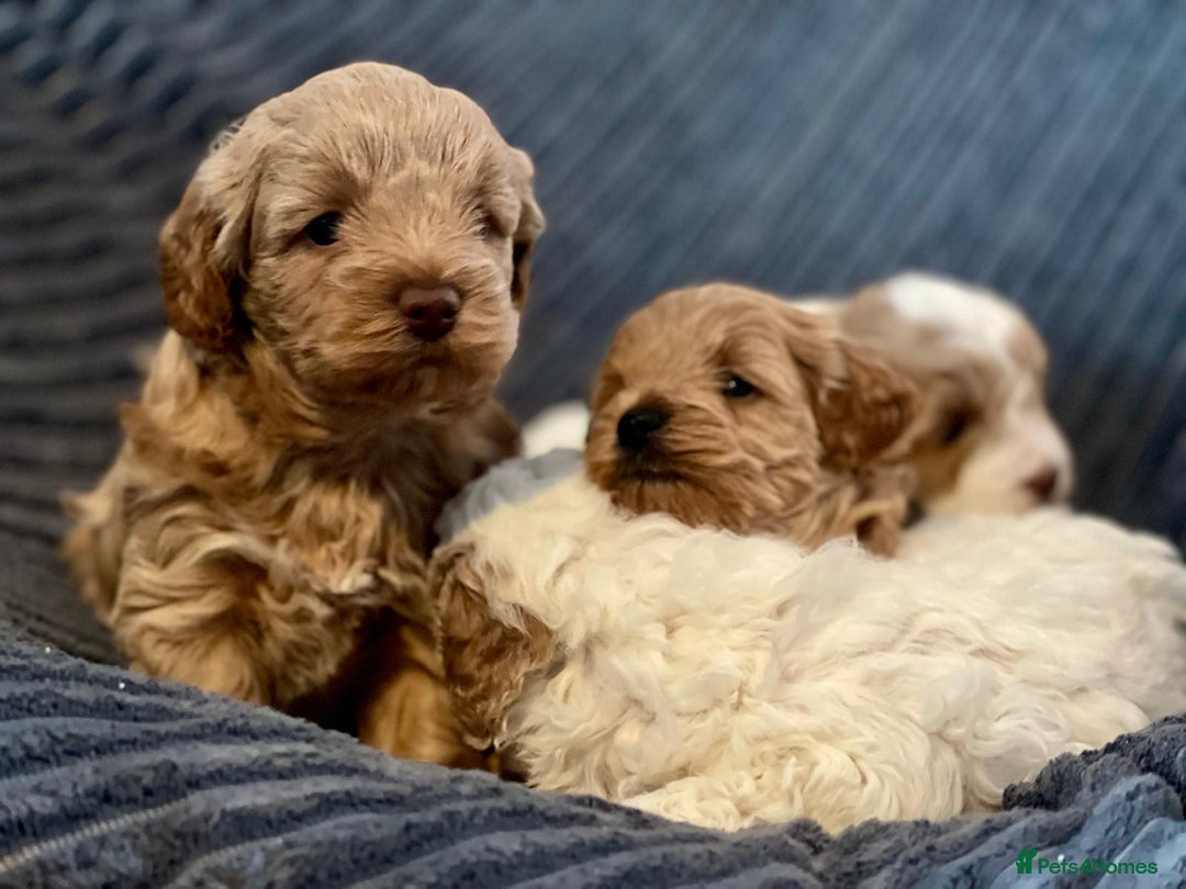 Maltipoo dogs for sale: Gorgeous Maltipoo Puppies – 3 Boys & 1 Girl  - Advert 1