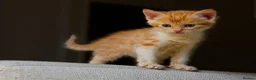 Mixed Breed cats for sale: Orange / ginger male kittens  in Stonehouse - Advert 11