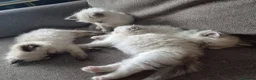 Ragdoll cats for sale: Ragdoll Kittens 😸 ♥️ - Advert 3