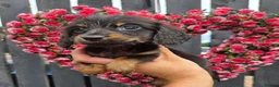 Miniature Dachshund dogs for sale: True longhaired minature dachshunds  - Advert 16