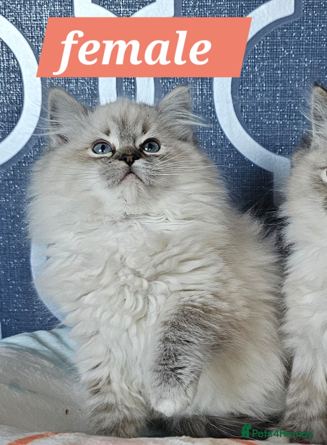 Ragdoll cats for sale: 5⭐️ Council licenced GCCF registered kittens  - Advert 11