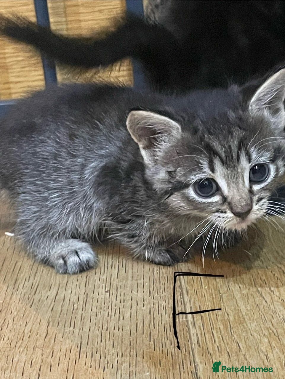 Mixed Breed cats Gorgeous Kittens Available NOW - Advert 5