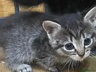 Mixed Breed cats Gorgeous Kittens Available NOW - Advert 5