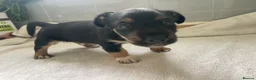 Jack Russell dogs for sale: Beautiful Jack Russell puppies  - Advert 23