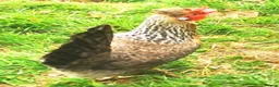 Chickens poultry for sale: POL Chickens stunning Purebreeds for sale in Callington - Advert 7