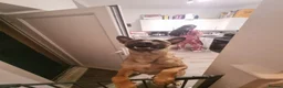 Mixed Breed dogs for sale: blaze - Advert 9