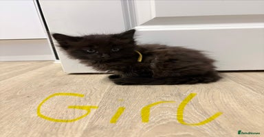 Mixed Breed cats - Advert 1