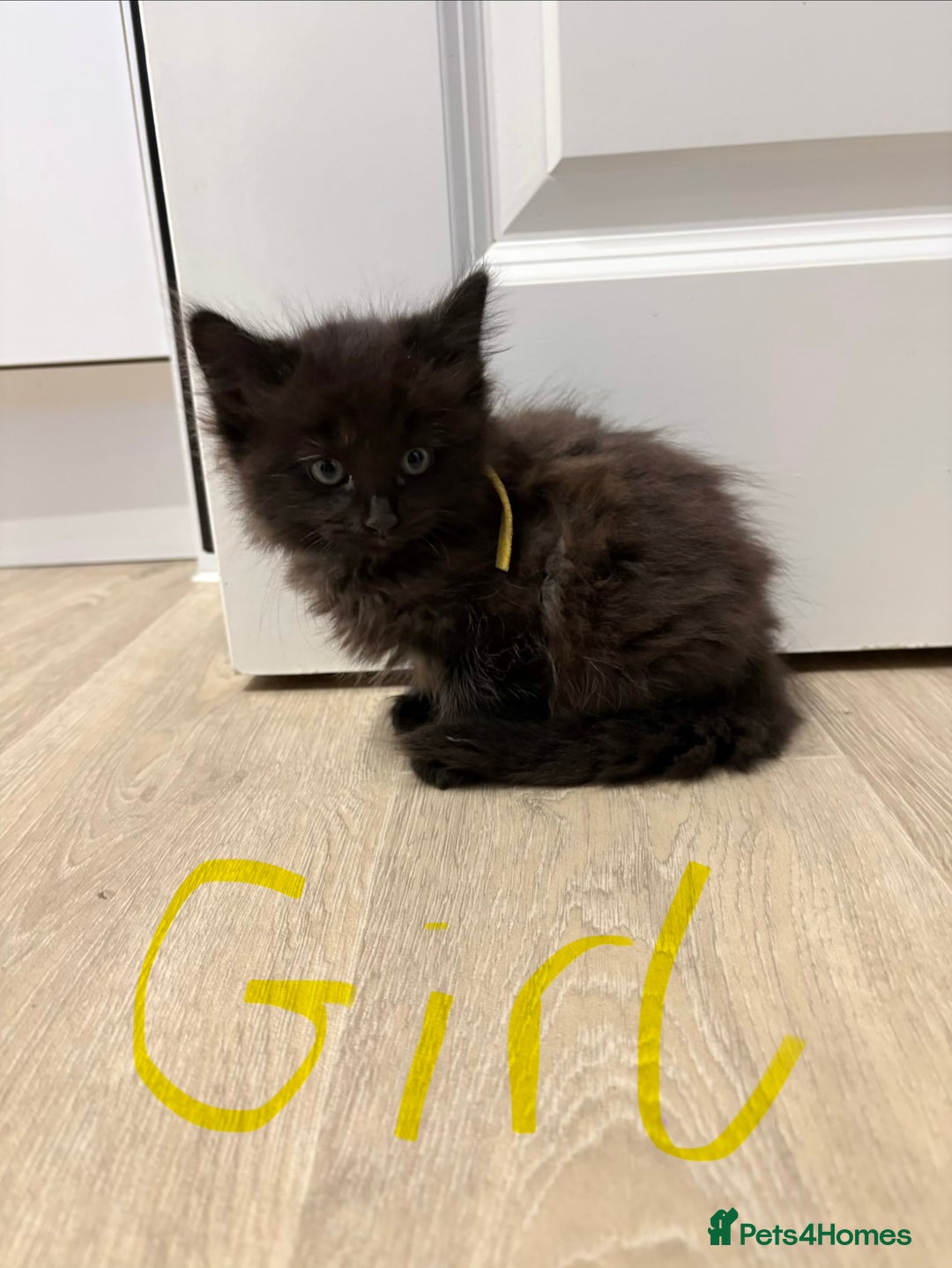 Mixed Breed cats for sale: Beautiful litter of kittens  - Image 3