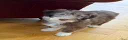 Bearded Collie dogs for sale: Beautiful Bearded Collie Puppies  - Advert 17