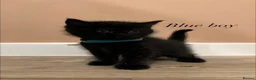 British Shorthair cats for sale: ✨ beautiful pure black British shorthair kittens✨ - Advert 4