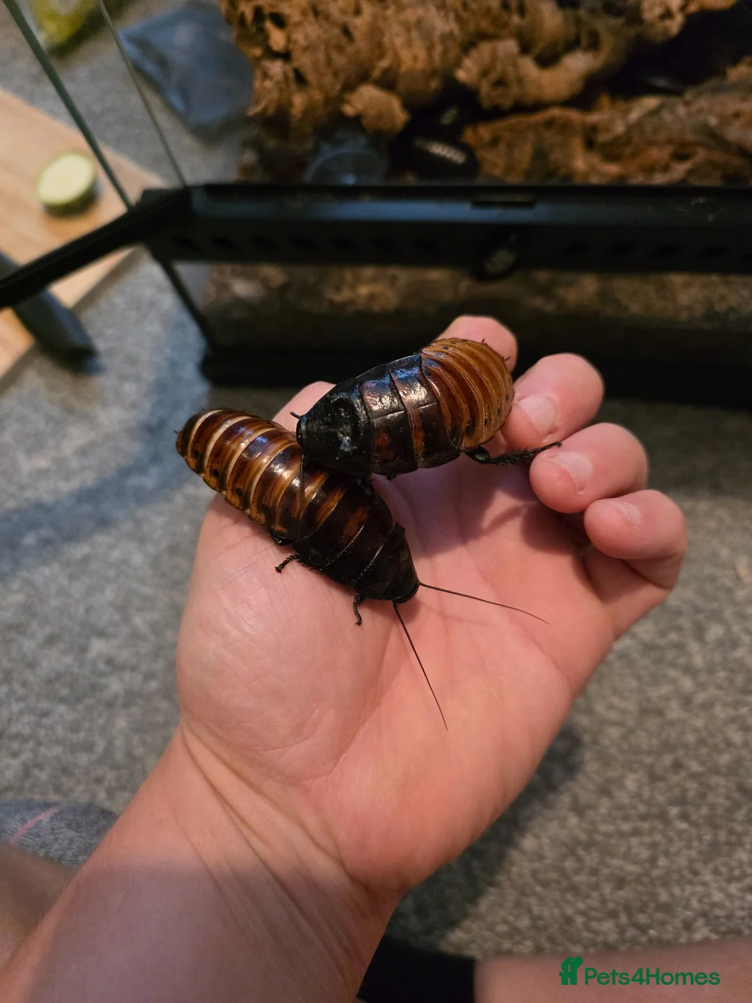Cockroaches invertebrates for sale: Madagascan hissing cockroaches for sale - Advert 1