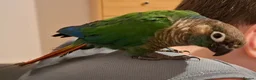 Conures birds for sale: Green cheek conure 6 months old in Thornton-Cleveleys - Advert 3
