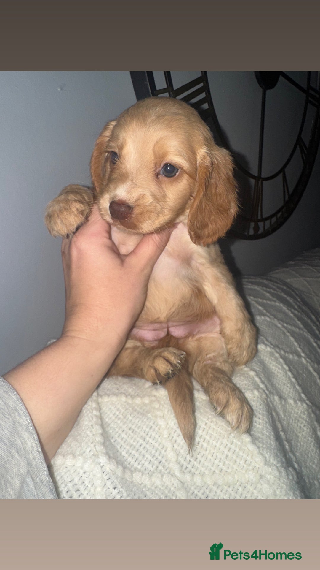 Cocker Spaniel dogs for sale: Beautiful cocker spaniels  - Image 6