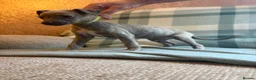 Whippet dogs for sale: Exceptional litter of KC whippets - Advert 14