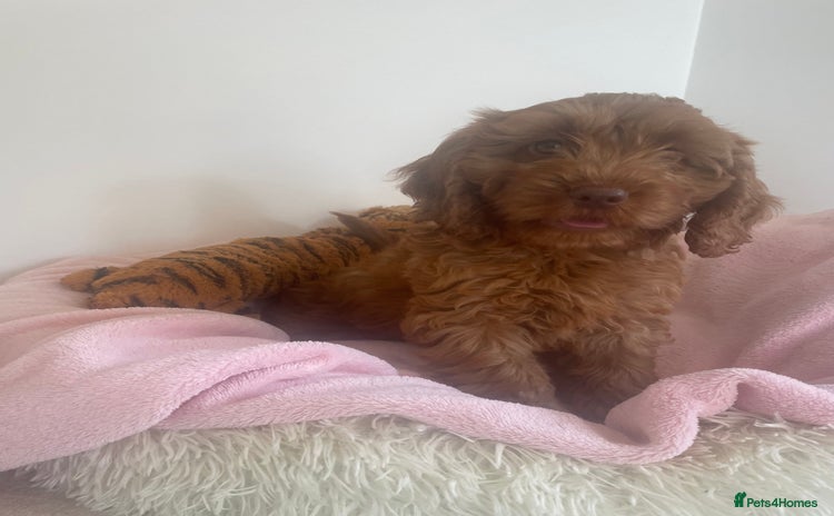 Cockapoo dogs in Saint Asaph - Advert 6