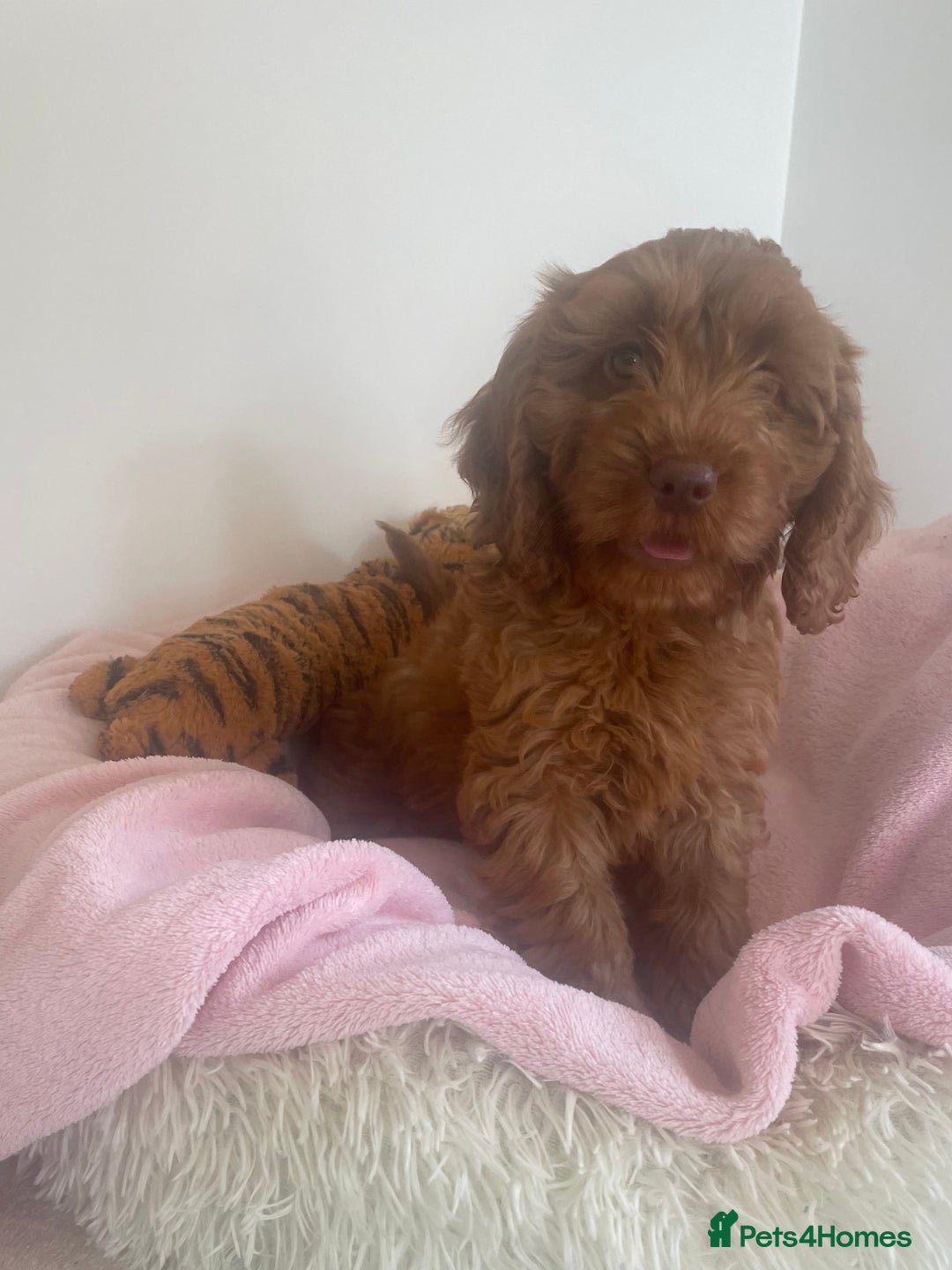 Cockapoo dogs for sale: F1 MINIATURE COCKAPOOS DNA HEALTH TESTED PARENTS  in Saint Asaph - Image 2