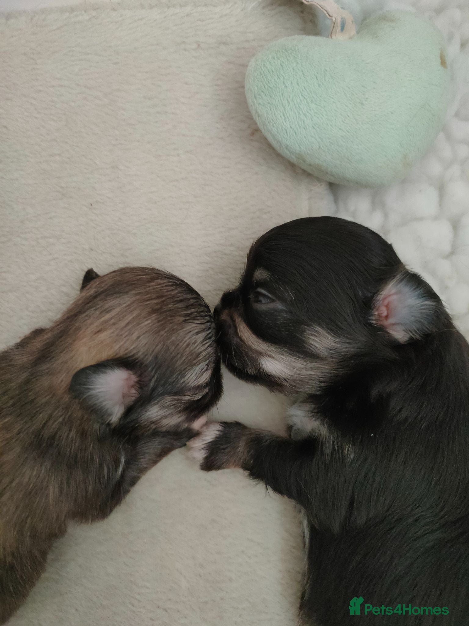 Chihuahua dogs Stunning long coat chihuahua puppies  - Advert 2