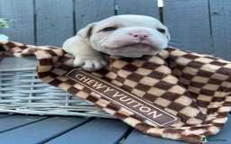 Olde English Bulldogge dogs for sale: Must See! Olde English Puppies  - Image 5
