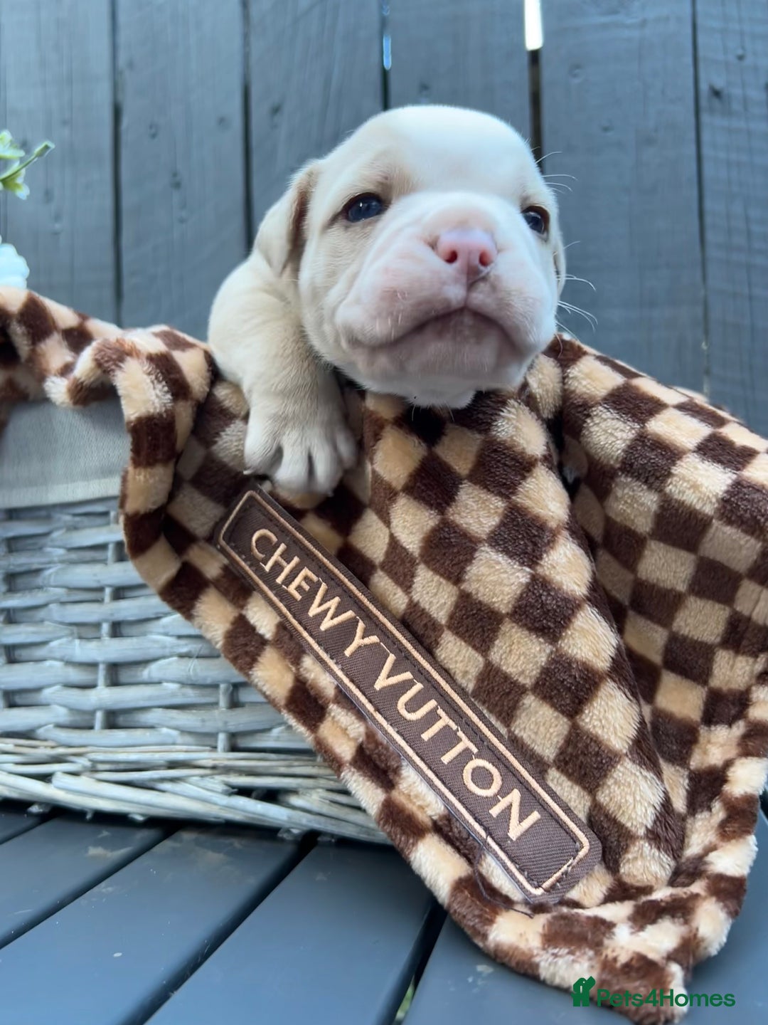 Olde English Bulldogge dogs for sale: Must See! Olde English Puppies  - Image 5